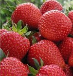 Земляника Сан-Андреас (рем)