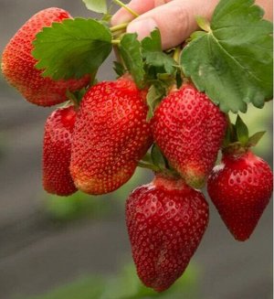 Земляника Азия (среднеранняя, не ремонтантная)