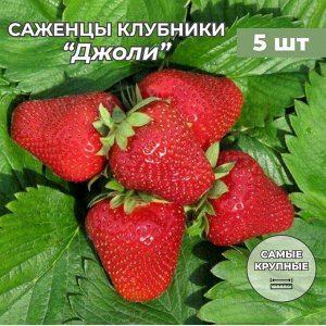 Земляника Джоли (среднеспелая, не ремонтантная)