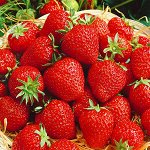 Земляника Фенелла (поздняя, не ремонтантная)