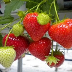 Земляника Фенелла (поздняя, не ремонтантная)