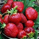 Земляника Хоней (ранняя, не ремонтантная)