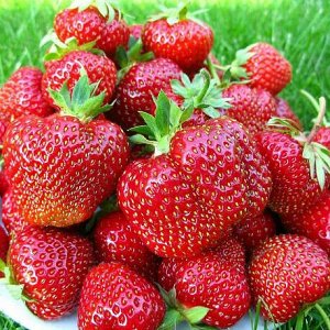 Земляника Хоней (ранняя, не ремонтантная)