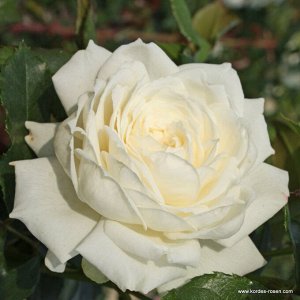 Роза  Alaska