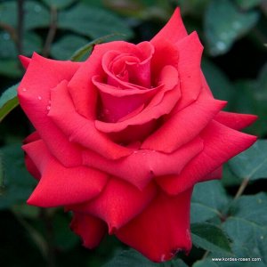 Роза  Grande Amore