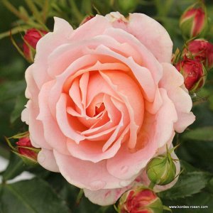 Роза  Cremosa