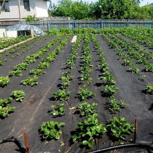 Мульчирующий материал Агроспан 60 защита от сорняков 3,2*10 метров