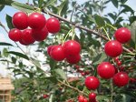 Вишня степная Гномик
