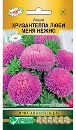 Астра Хризантелла Люби меня Нежно (китайская) (5 шт)