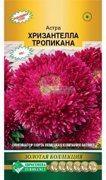 Астра Хризантелла Тропикана (китайская) (5 шт)