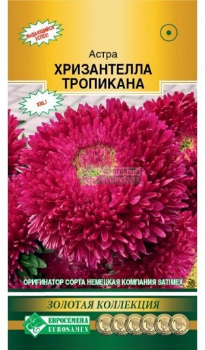 Астра Хризантелла Тропикана (китайская) (5 шт)