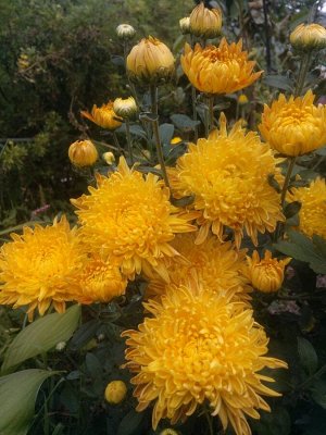 Хризантема корейская Клеопатра-2(фото цветения)