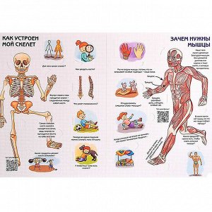 Книга 978-5-907-38837-6 Энциклопедия с окошками КАК УСТРОЕН ЧЕЛОВЕК?