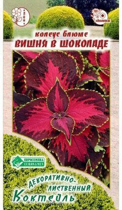 Колеус блюме Вишня в Шоколаде (3 шт)