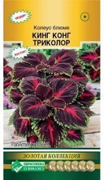 Колеус блюме КИНГ КОНГ, триколор (3 драже)