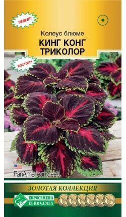 Колеус блюме КИНГ КОНГ, триколор (3 драже)