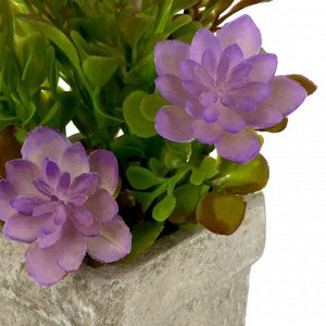 Суккулент в кашпо 18х12см