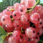 Смородина розовая Роза