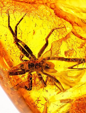 Уникальный кусок янтаря с включением крупного доисторического паука, 901307041