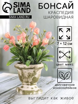 Семейные традиции Бонсай «Краспедия шаровидная», 8*19 см, МИКС