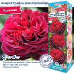 Роза Астрид Графин фон Харденберг (Парковая) 2 разбор 1шт (Сиб сад)