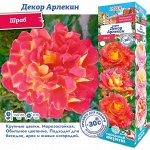 Роза Декор Арлекин (Шраб) 1шт (Сиб сад)