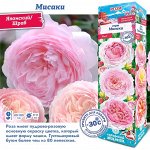 Роза Мисаки (Японский/Шраб) 2 разбор 1шт (Сиб сад)