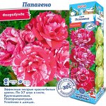 Роза Папагено (Чайно-гибридная) 2 разбор 1шт (Сиб сад)