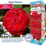 Роза Роял Пиано (Чайно-гибридная) 2 разбор 1шт (Сиб сад)