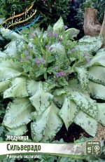 Медуница (Pulmonaria) Сильверадо