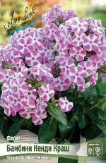 Флокс Бамбини Кенди Краш