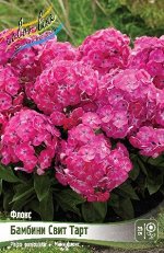Флокс Бамбини Свит Тарт