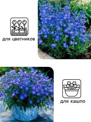 Семена цветов Лобелия "Император Вильям", 0,1 г