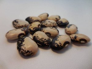 Семена фасоли Kiagara Mame  3 шт