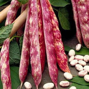 Фасоль овощная Курочка Ряба семена 3 шт
