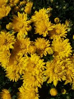 Хризантема-мультифлора Sunbeam Yellow
