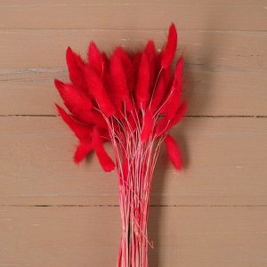 Сухие цветы лагуруса, набор: max 60 шт., цвет красный