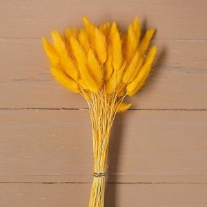 Сухие цветы лагуруса, набор: max 60 шт., цвет жёлтый