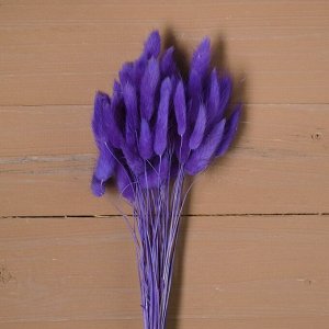 Сухие цветы лагуруса, набор: max 60 шт., цвет фиолетовый