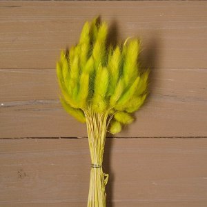 Сухие цветы лагуруса, набор: max 60 шт., цвет зеленый