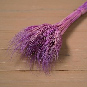 Сухой колос пшеницы, набор 50 шт., цвет фиолетовый