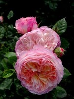 Роза Констанс (Английская)