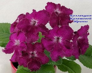 Стрептокарпус