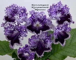 Стрептокарпус