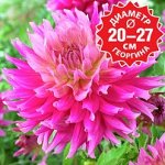 Георгина Хай Энид декоративная макси