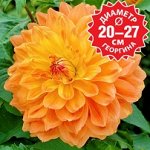 Георгина декоративная макси Эйс Саммер Сансет