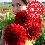 Георгина декоративная макси Мингус Алекс