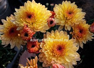 хризантема корейская Солнцецвет
