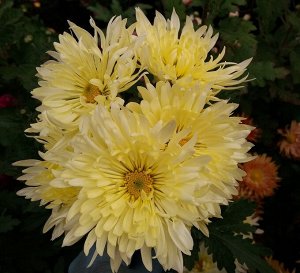 хризантема корейская Белоснежка