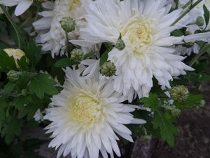 хризантема корейская Белая
